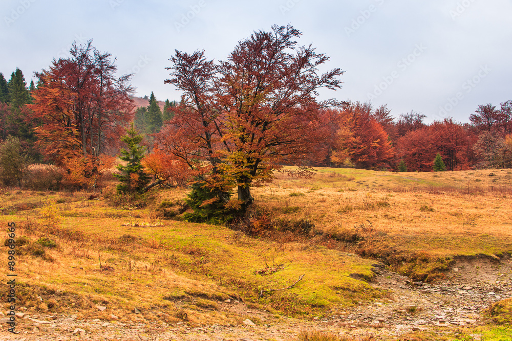 Landscape of mountain autumn  with colorful and mist forest
