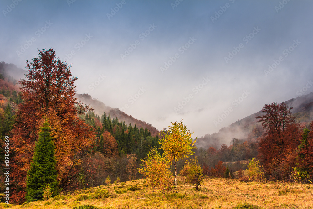 Fototapeta premium Landscape of mountain autumn with colorful and mist forest