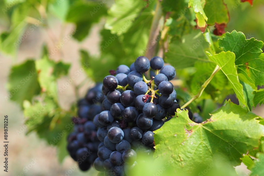 Grappe raisin rouge mure Grappe raisin rouge mure