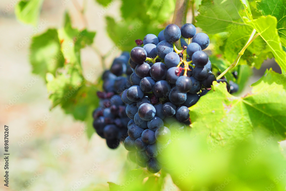 Grappe raisin grenache