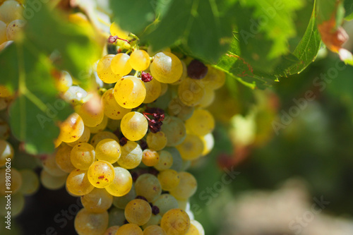 Grappe de grenache blanc