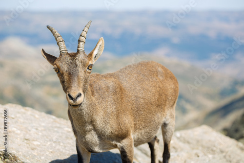 Spain, Gredos Mountain Range National Park, Wild Spanish Goat © Juanje Pérez