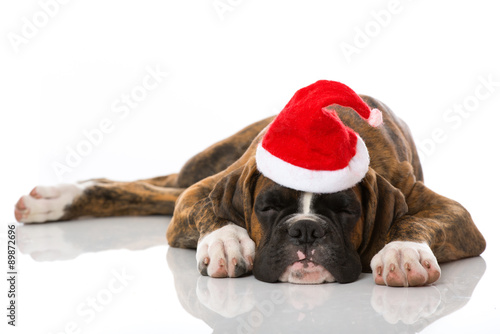 Fototapeta Naklejka Na Ścianę i Meble -  Welpe mit Weihnachtsmütze