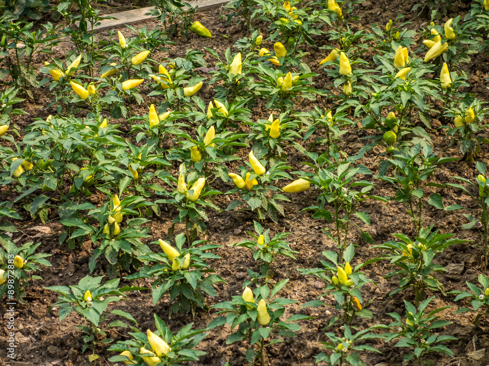 Obraz premium Reife Paprika im Beet