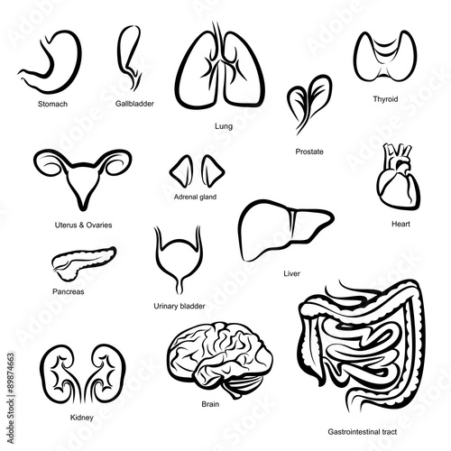 Organs of Human
