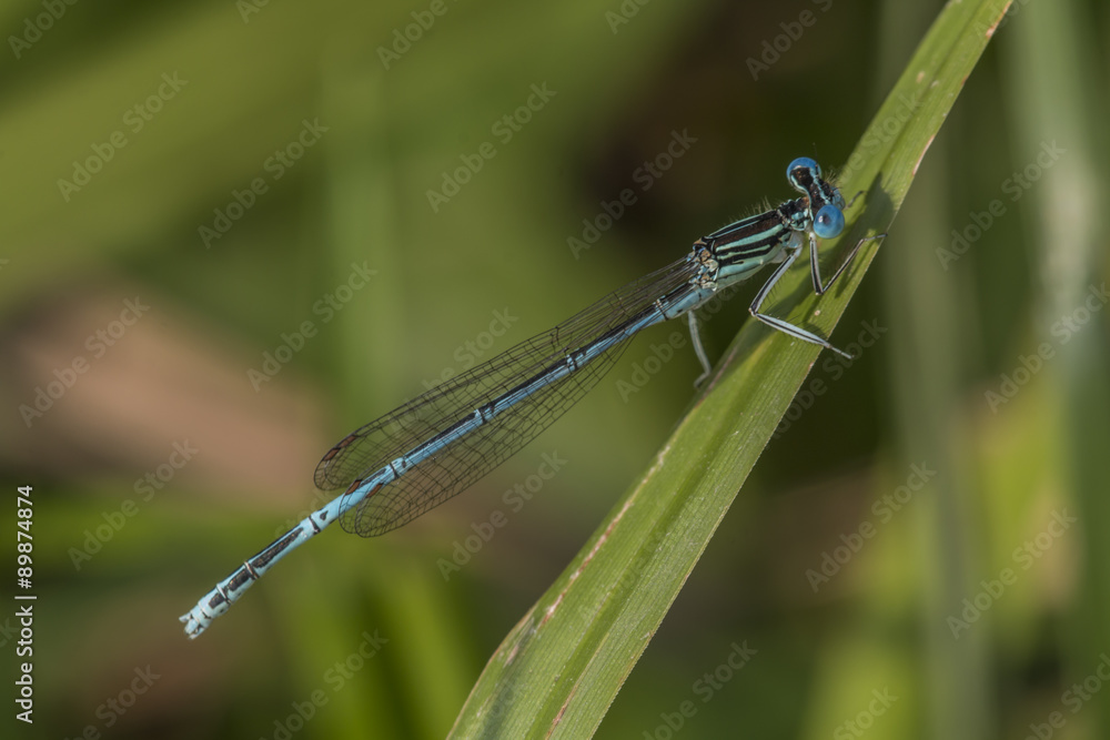 Gemeine Federlibelle (Platycnemis pennipes) Gemeine Federlibelle (Platycnemis pennipes)