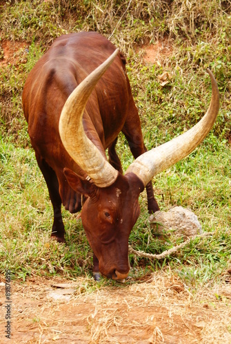 Vaca de Uganda