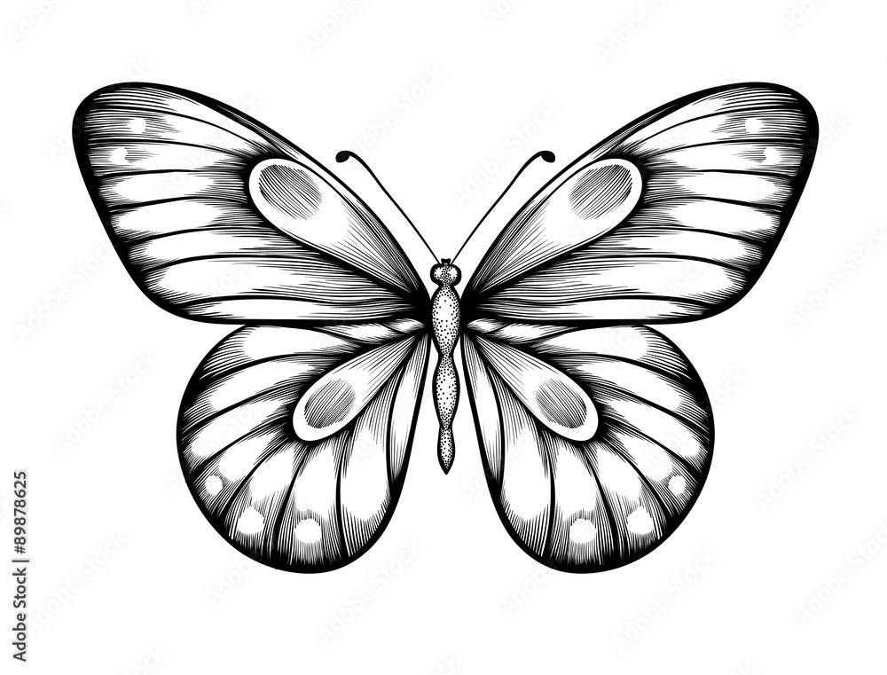 beautiful black and white butterfly