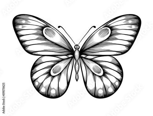 beautiful black and white butterfly