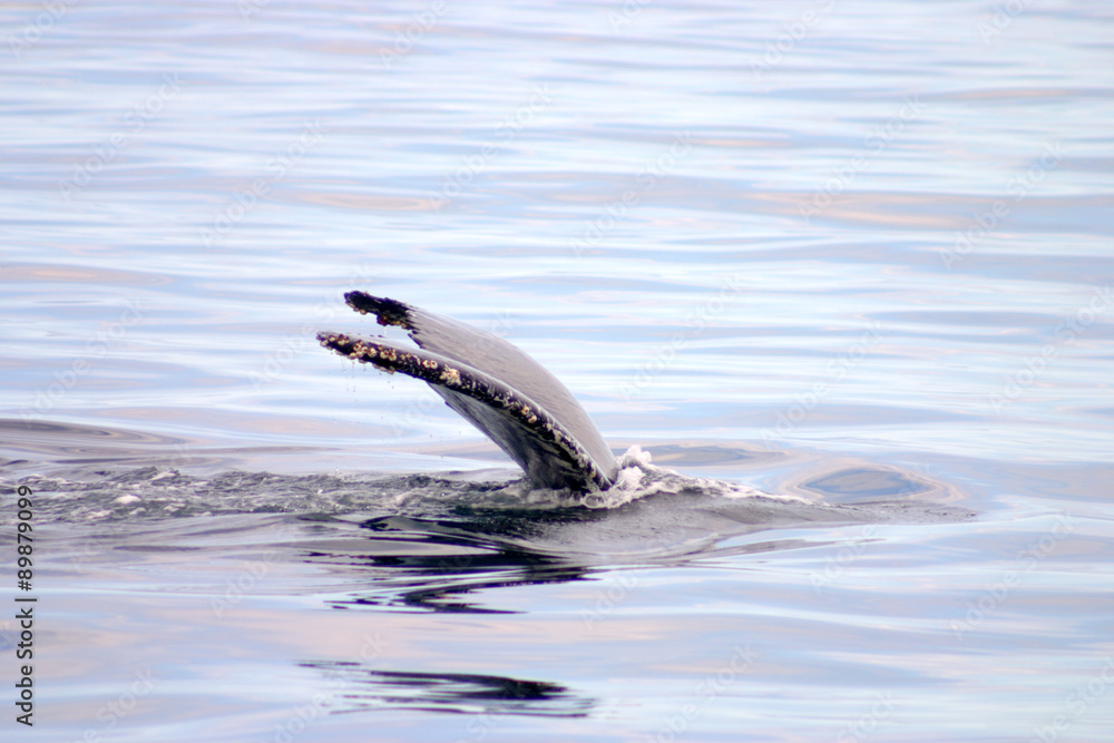 Tail fin of a gray whale in Atlantic.. Tail fin of a gray whale in Atlantic..