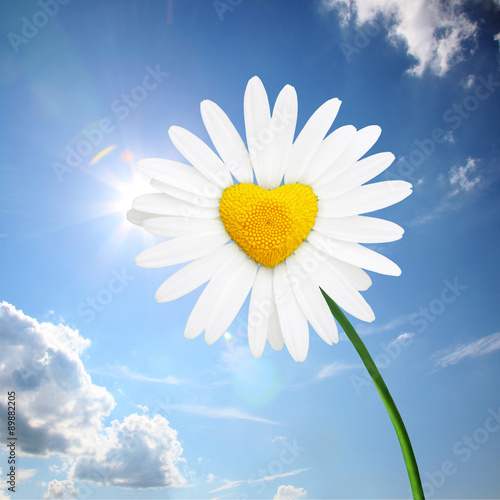 Fototapeta Naklejka Na Ścianę i Meble -  Kamille in Form eines Herzens