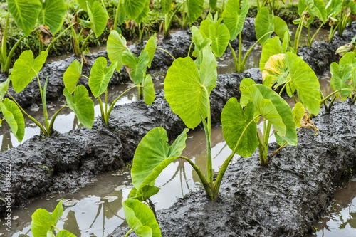 Native Hawaiian plant called taro, "kalo" in Hawaiian language, is seen here growing in wet marshes called "lo'i".  Taro is a staple of Hawaiian diets and is also used to make poi.  