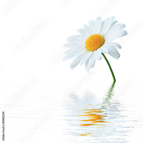 Fototapeta Naklejka Na Ścianę i Meble -  Schöne Kamille mit Spiegelung