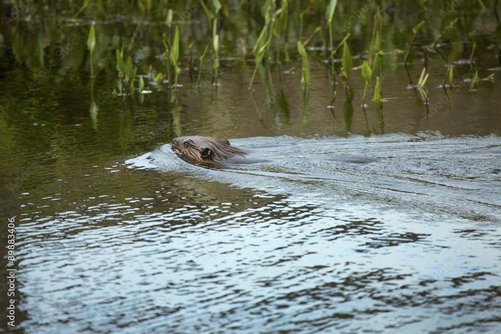 Beaver swimming toward vegetation at Southford Falls, Southbury, Beaver swimming toward vegetation at Southford Falls, Southbury,