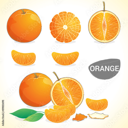Set of orange fruit in various styles vector format