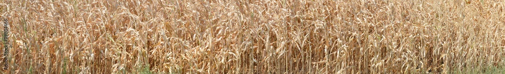 Fototapeta premium Thick-set of ripe corn plant as natural background.