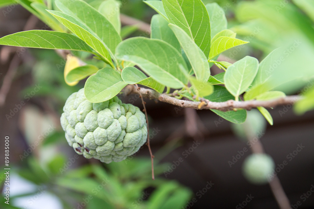 Fototapeta premium Sugar apple