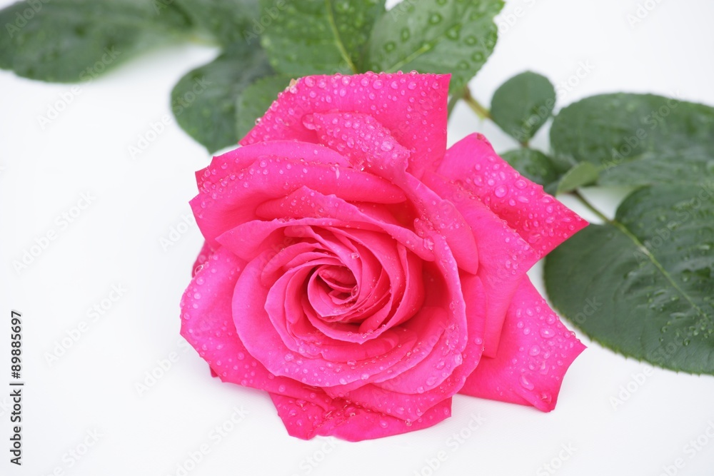フレッシュなバラの花 フレッシュなバラの花