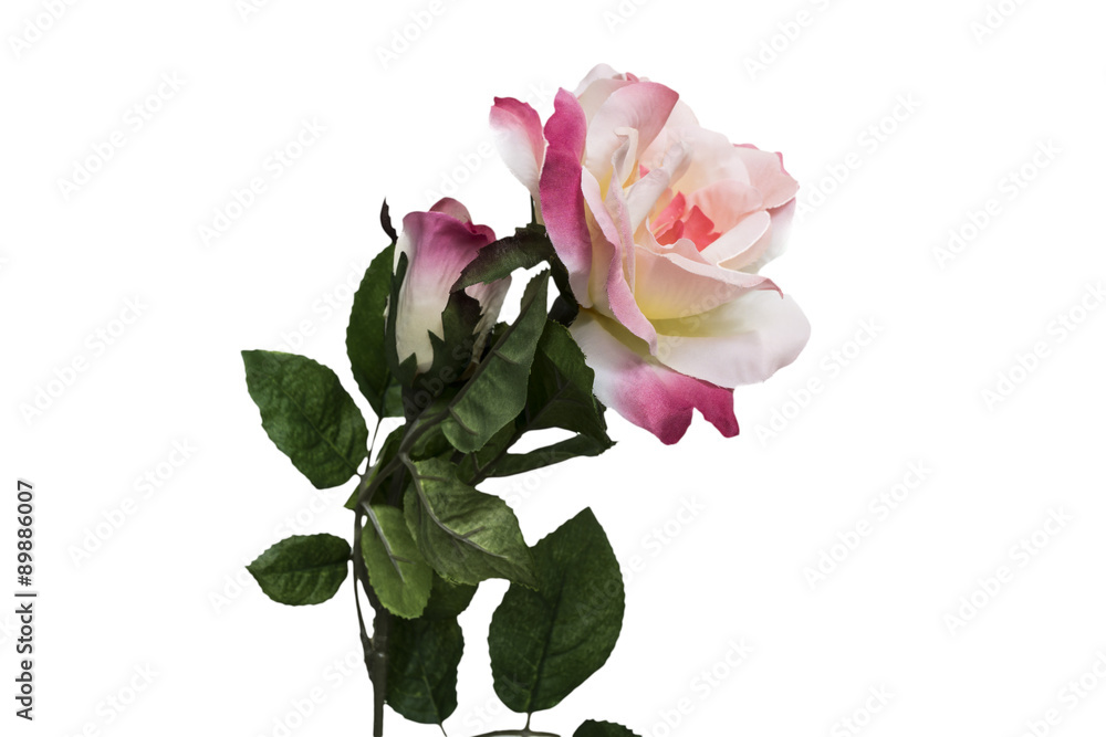 Fototapeta premium Flowers