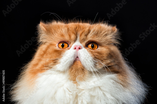 Fototapeta Naklejka Na Ścianę i Meble -  Muzzle of the red scared cat close up