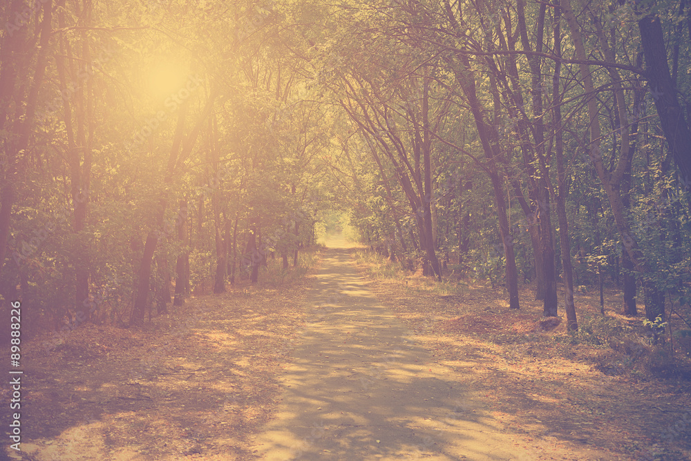 Naklejka premium Vintage photo of autumn forest