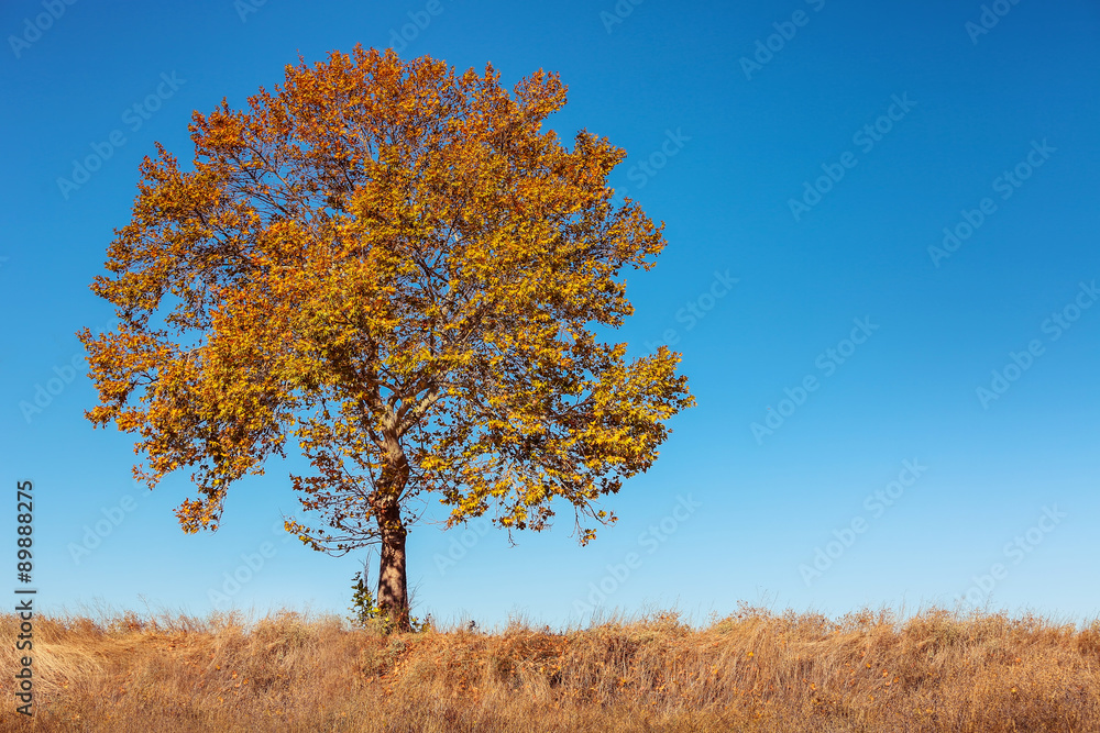 Big autumn tree and deep blue sky Big autumn tree and deep blue sky