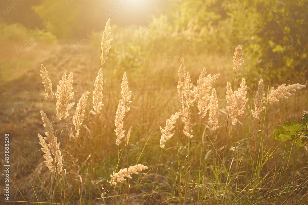 Summer flowering grass in sunset Summer flowering grass in sunset