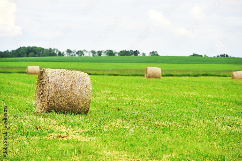 Harvesting hay