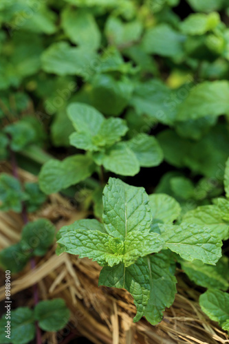 Wallpaper Mural Mint plant grown at vegetable garden. Torontodigital.ca