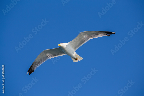 Seagull flying among blue sky