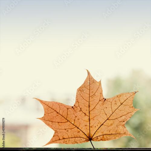  Dry golden maple leaf against window