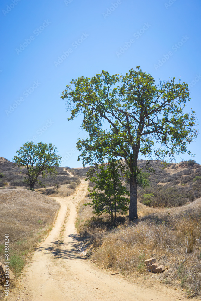 Fototapeta premium California Hill Trails