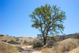 Oak Tree Beside Path
