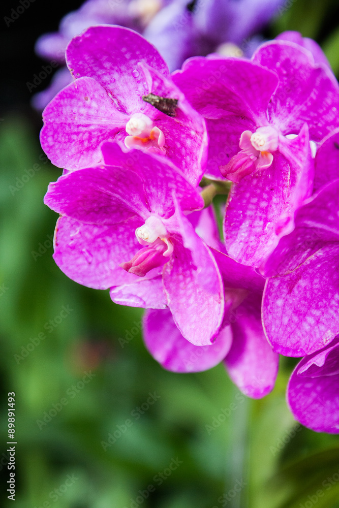 Flora orchid Flora orchid