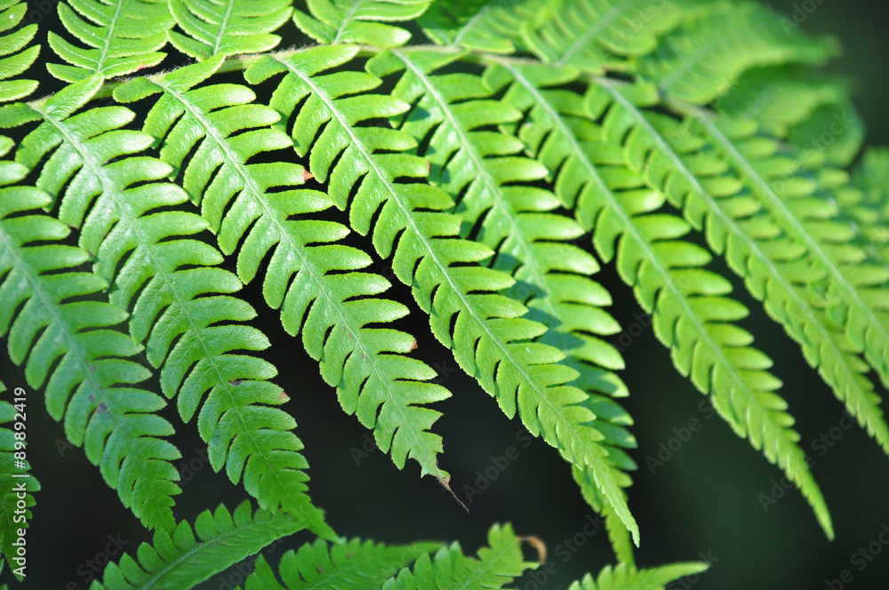 Close up fern leaf in rainforest, Chiangmai, Thailand Close up fern leaf in rainforest, Chiangmai, Thailand