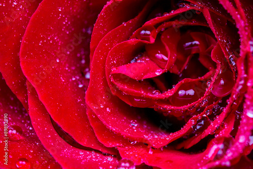 selective focus of close up red rose flower with droplet