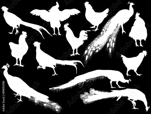 chicken and peacock silhouettes isolated on black