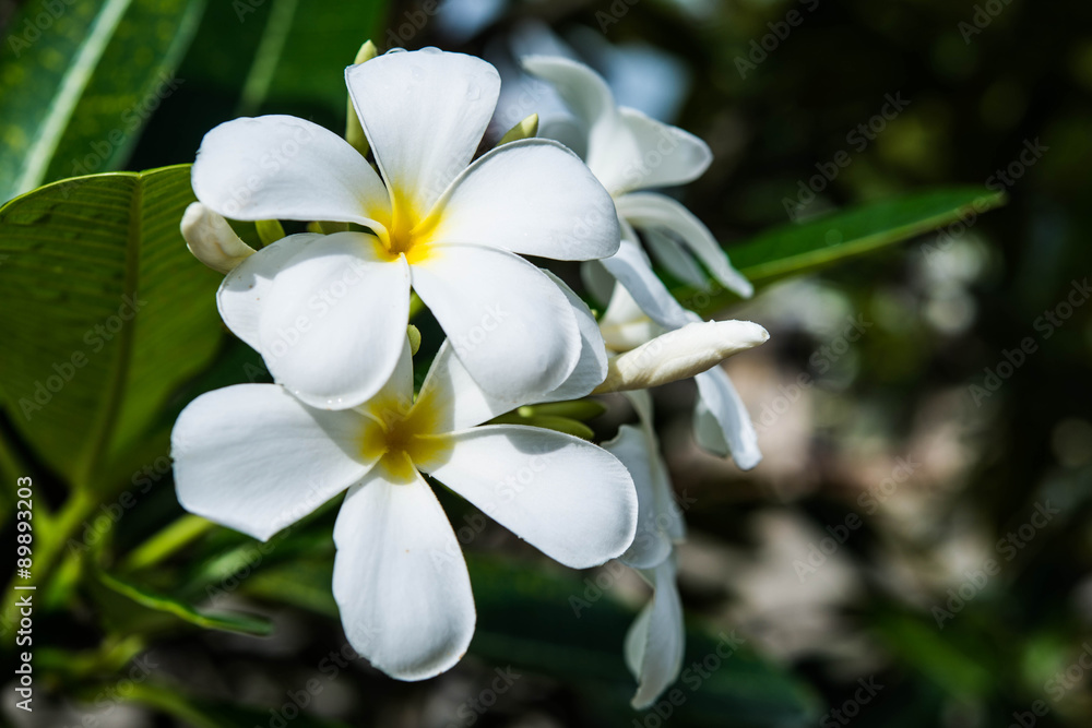 Obraz premium Frangipani flower