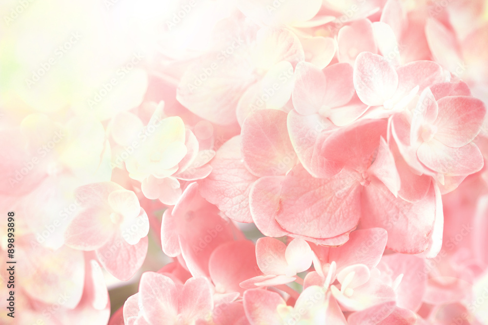 sweet  hydrangea flowers background