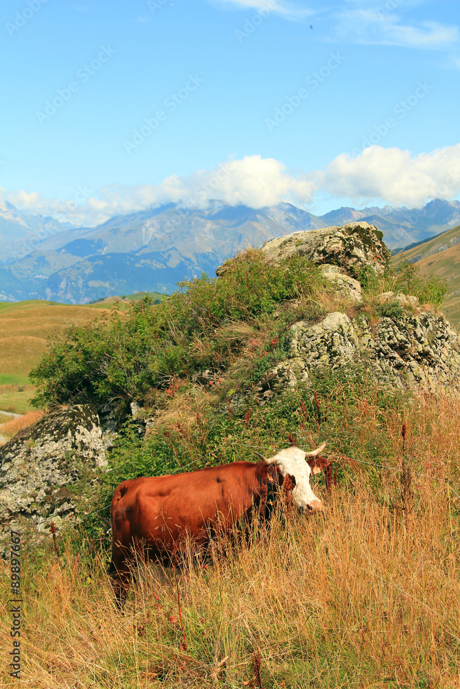 Fotografija vache 25082015