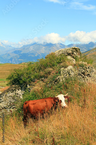 Fotografija vache 25082015