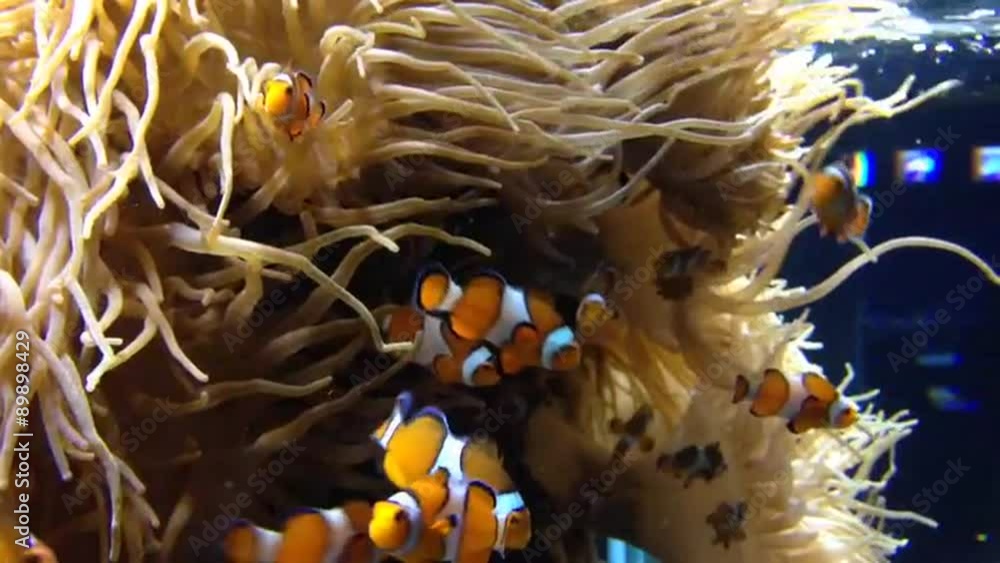 Aquarium