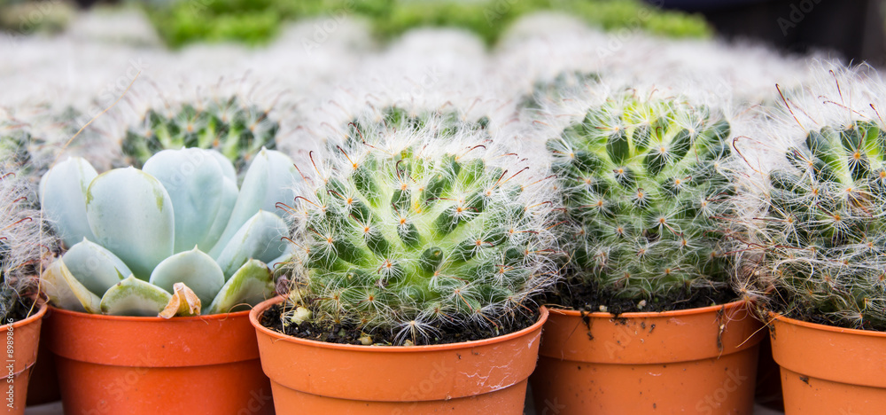 Cactus desert plant. Cactus desert plant.