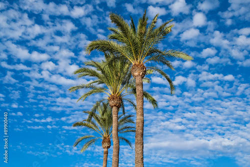 Palmen unter wolkigem Himmel
