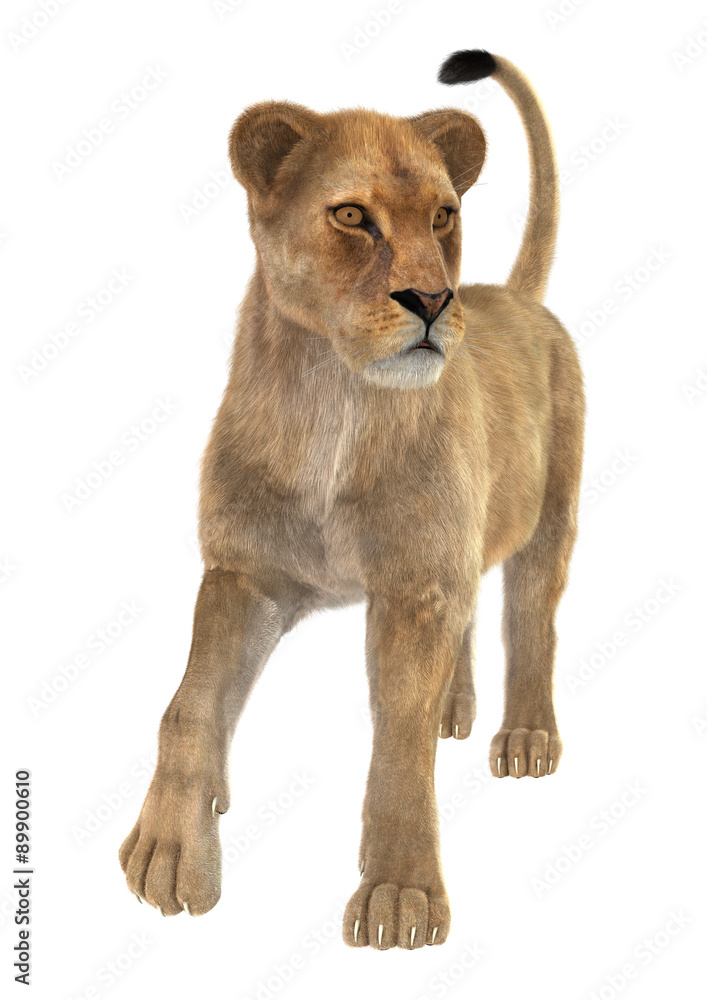 Obraz premium Female Lion