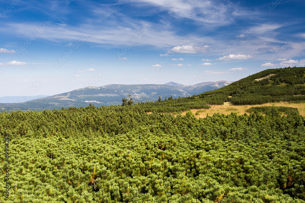 Krkonose. Czech nature. Summer vacation in mountains