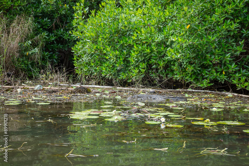 Крокодил на реке Бентота.