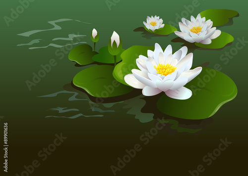 lotus flower background