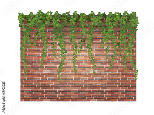 Hanging down ivy shoots on the brick wall background.