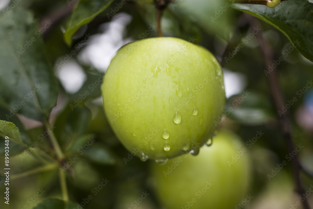 Drops on apple Drops on apple